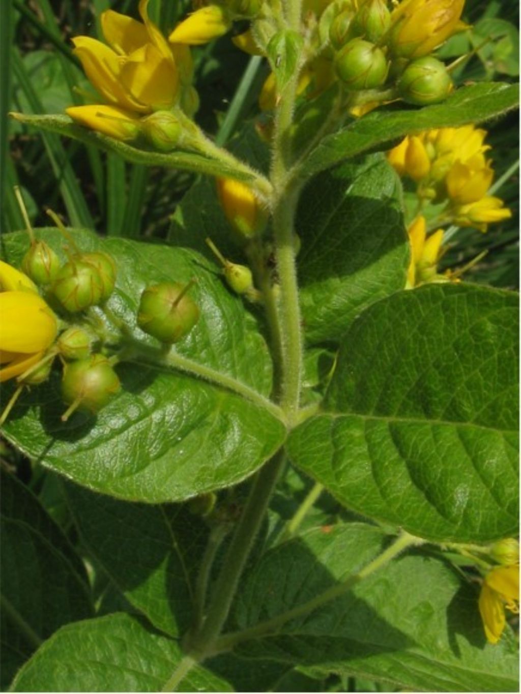 Lysimachia vulgaris / Mazza d''oro comune